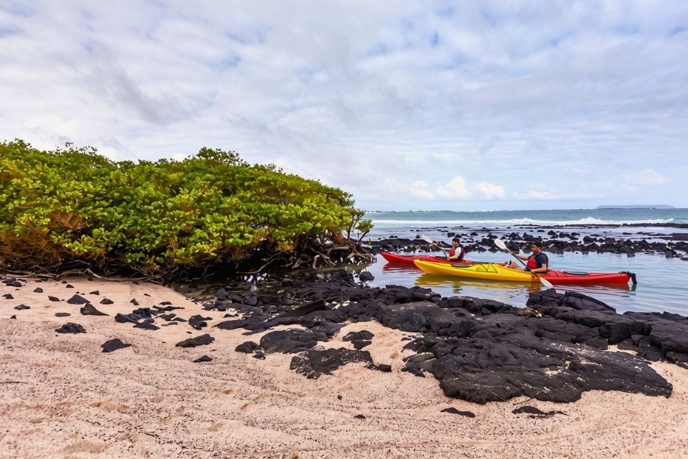 Two people paddling kayaks along mangroves off Puerto Villamil on a galapagos kayaking adventure