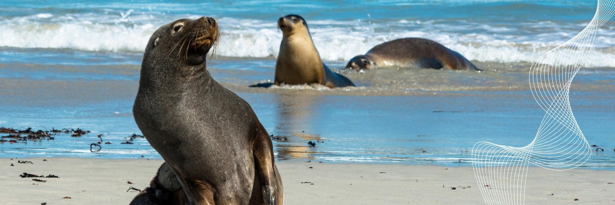Galapagos Fur Seals