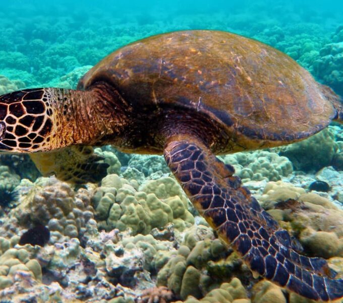 galapagos marine reserve