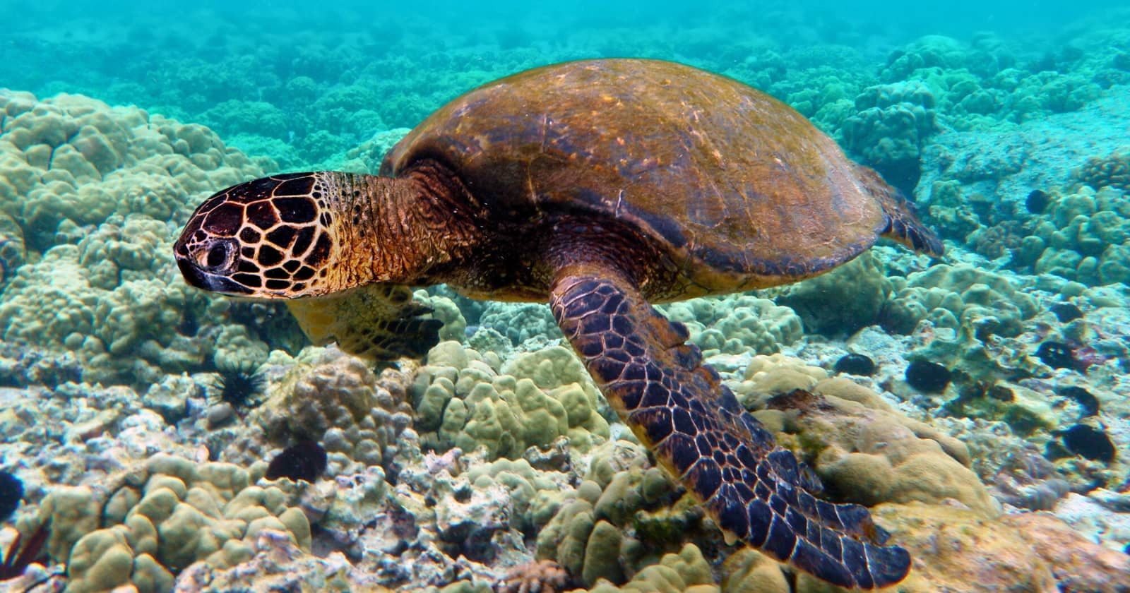 galapagos marine reserve