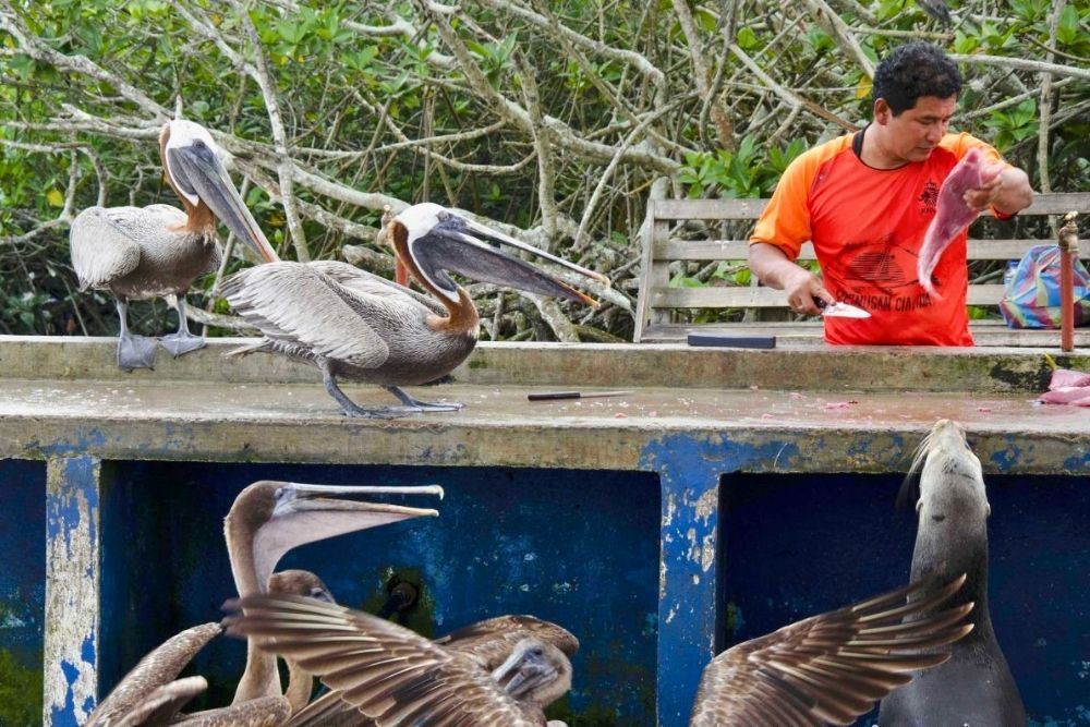 Local fish vendor preparing fresh catch surrounded by pelicans and sea lions at the fish market puerto ayora in Galapagos