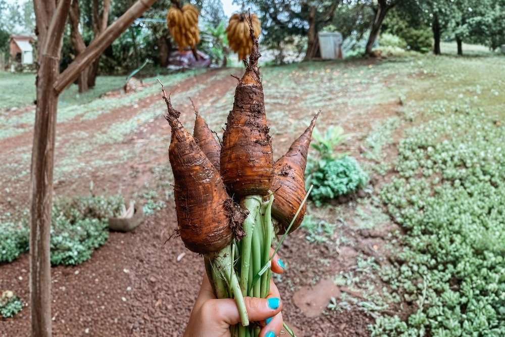 Hands holding freshly harvested root vegetables during a Galapagos culinary tour farm to table visit at Finca Mandinga