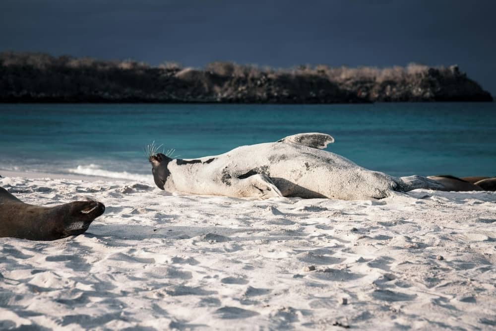 Puerto chino why galapagos is worth visiting - puerto chino beach