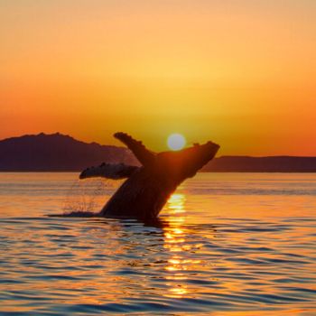 19 day relax ecuador tours