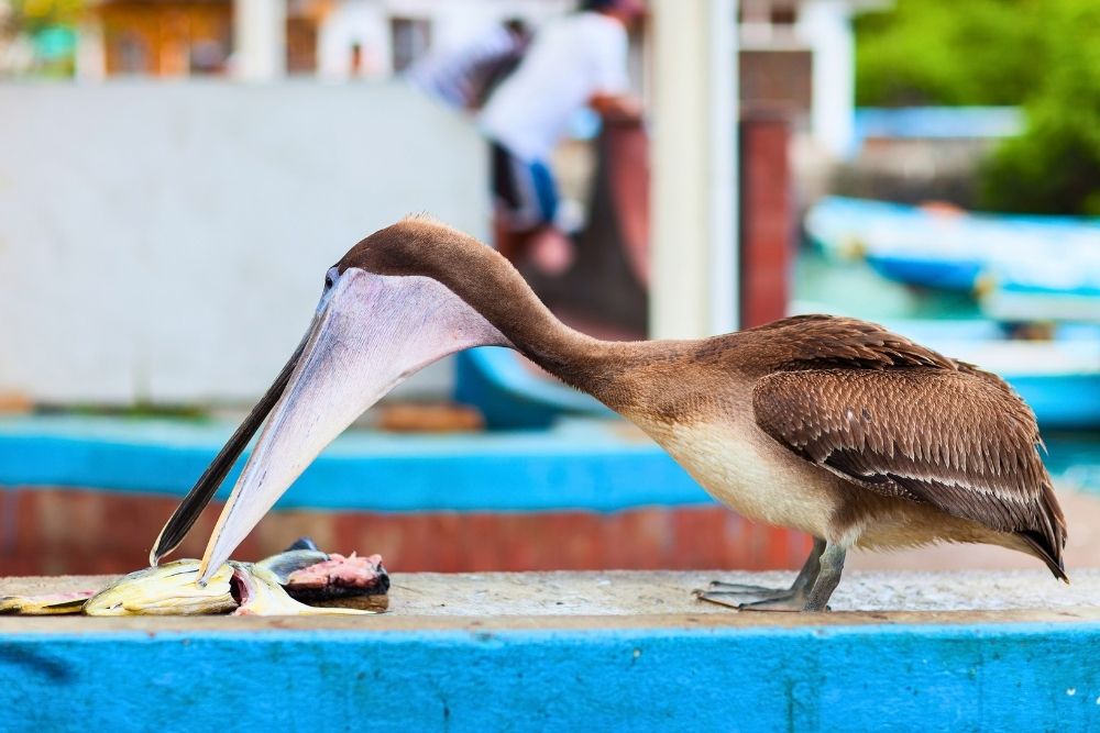 Brown pelican bending down to eat fresh fish scraps on a ledge at the Fish Market Galapagos in Puerto Ayora town