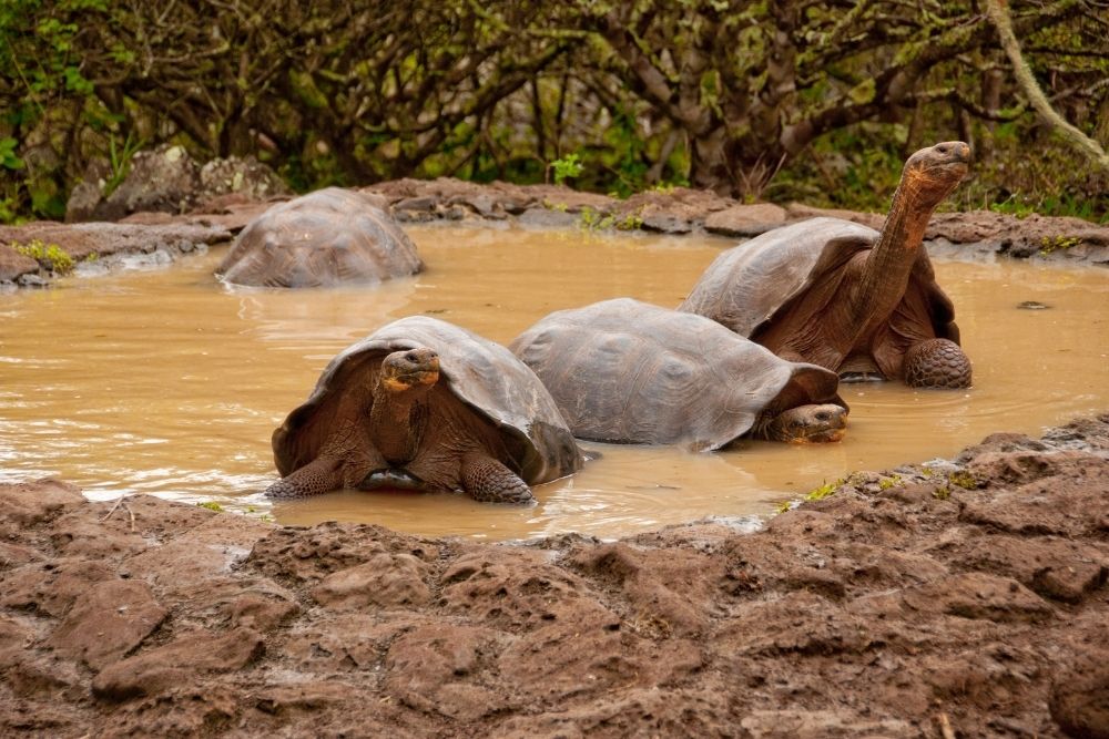 Giant tortoises wallowing in a muddy pond at Galapaguera during a sustainable galapagos tour on San Cristobal Island