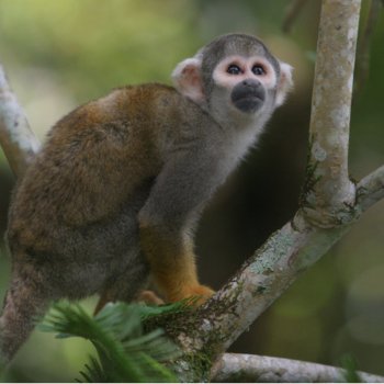 4 day cuyabeno amazon - amazon tours