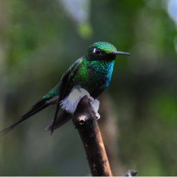 14 day andes, amazon & coast adventure - ecuador tours