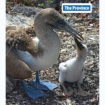 touring-the-galapagos-islands-budget