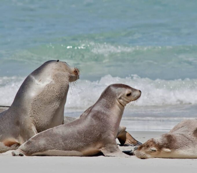 group of sea lions resting on a white sand beach with waves breaking behind, sea lions in galapagos