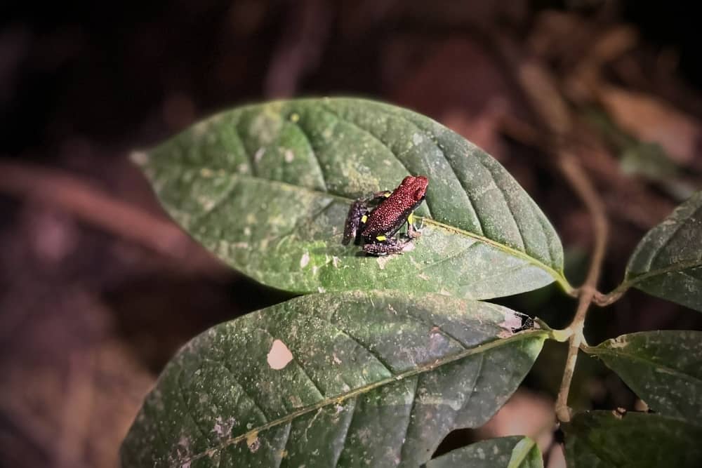 ecuador amazon frog napo