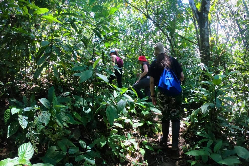 kuyana forest expedition