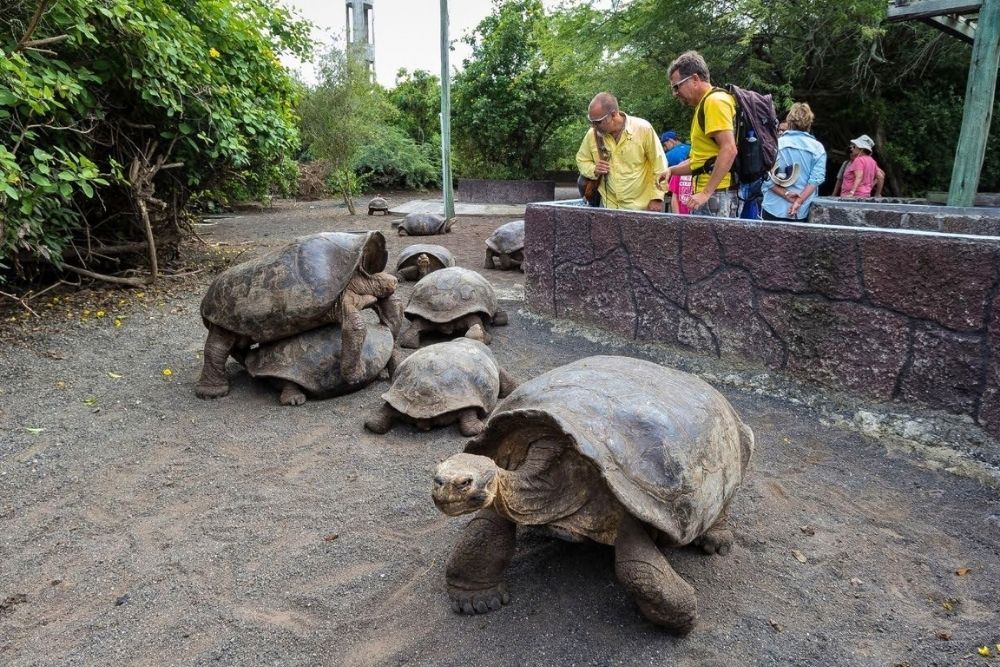 Family observing giant tortoises roaming outdoors at breeding center on free day Isabela Island + Family trip