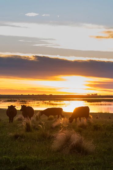 las pampas argentina