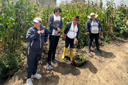 pifo community