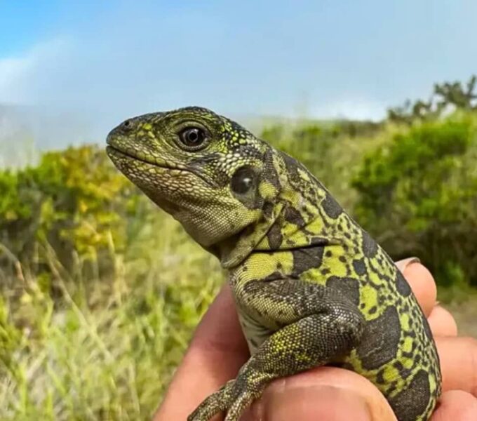 galapagos islands conservation meets adventure