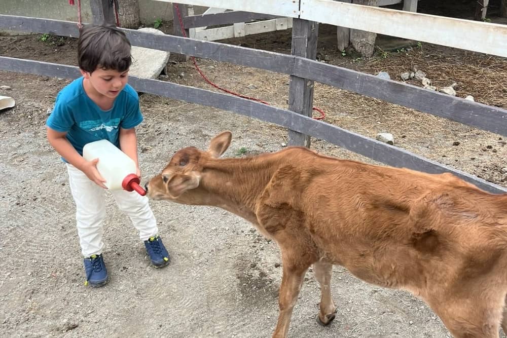 rebecca's son feeding baby animals at finca tierra madre in costa rica