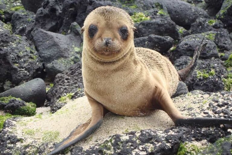 Fur seal fur seal