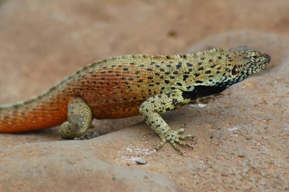 galapagos lava lizard