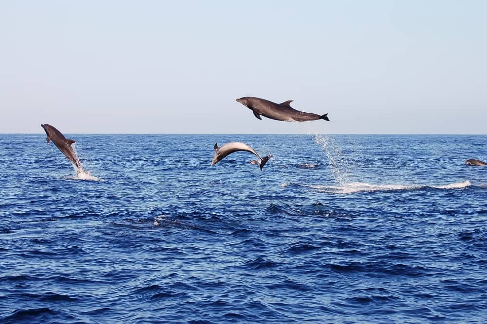 galapagos dolphin jumping