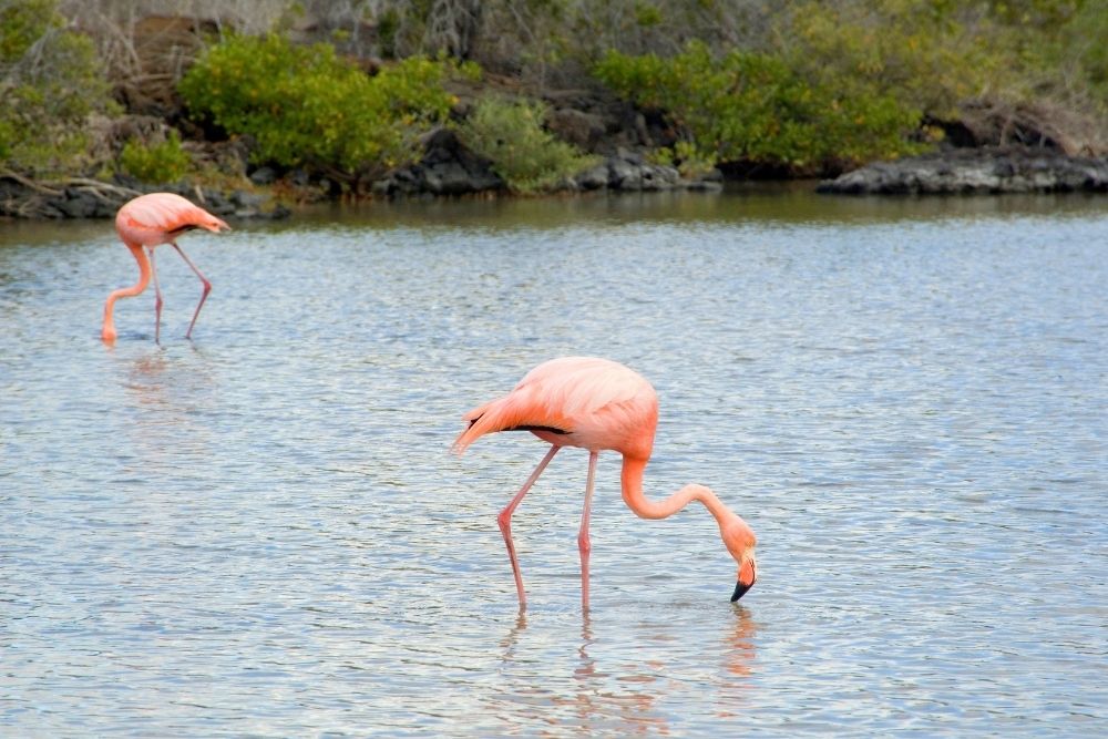 Pink flamingos wading in shallow brackish waters during an eco-friendly kid friendly galapagos Flamingo Lagoon tour