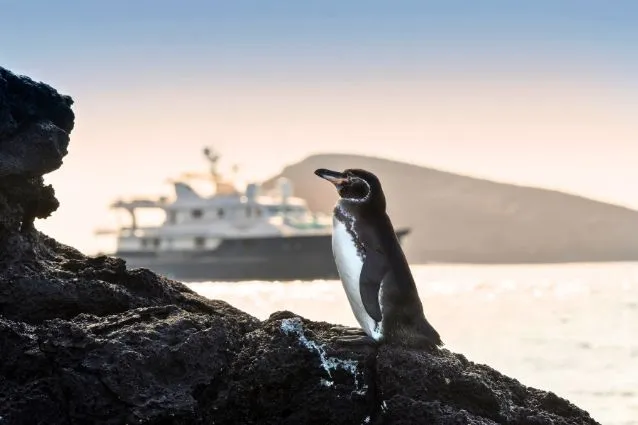 adopt a penguin