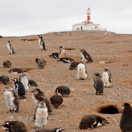 magdalena-island-penguins Rebecca Adventure Travel A large colony of Magellanic penguins near nesting burrows on Magdalena Island with a red lighthouse on the horizon