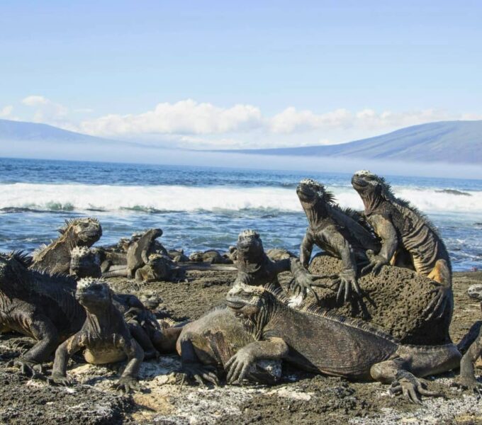 colony of marine iguanas basking on a black lava shoreline in the galápagos with a volcano behind