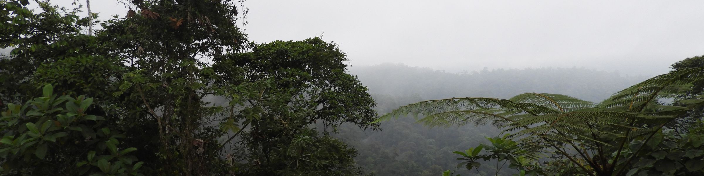 misty cloud forest canopy and tree ferns seen from the mashpi lodge reserve in ecuador’s chocó region