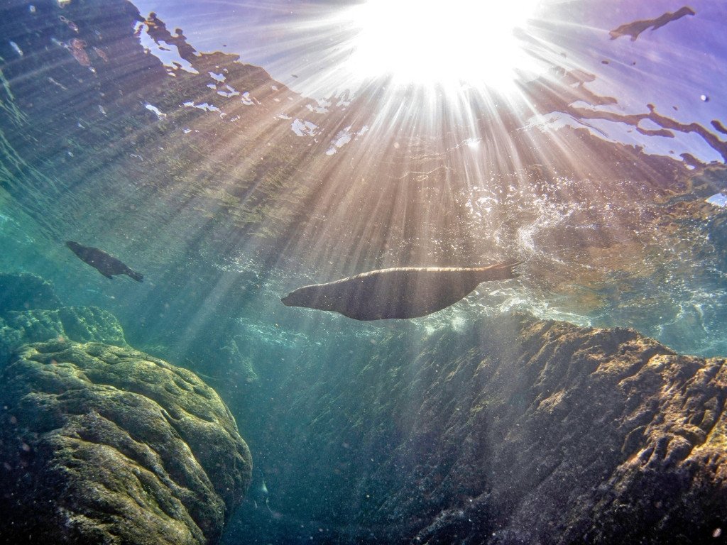 sea lion diving
