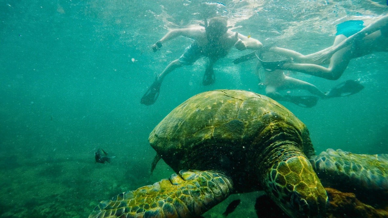 snorkeling - luxury experience