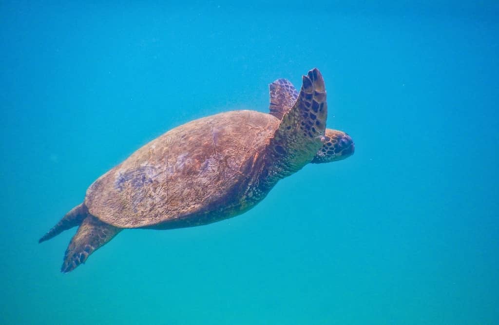 tortoise diving in concha perla