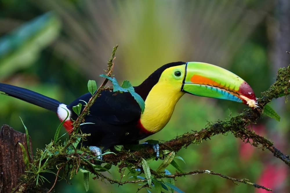 birdwatching - amazon tucan