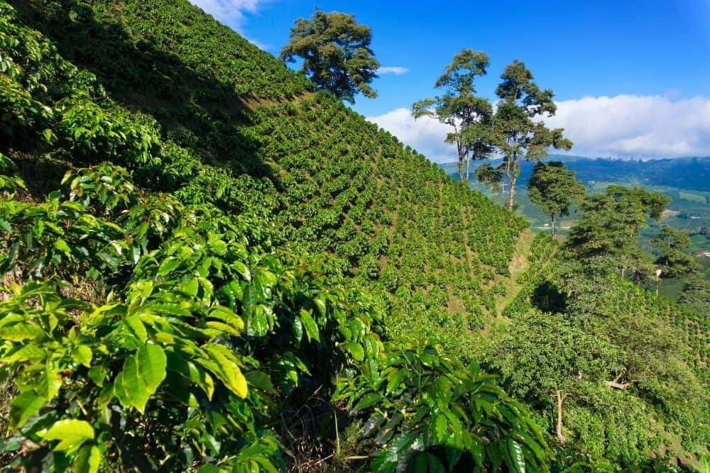 colombia coffee triangle