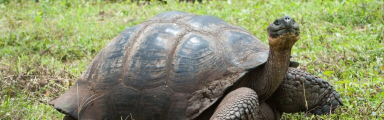 a galápagos giant tortoise grazing in the green highlands on a santa cruz galapagos tour