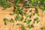 parrot clay
