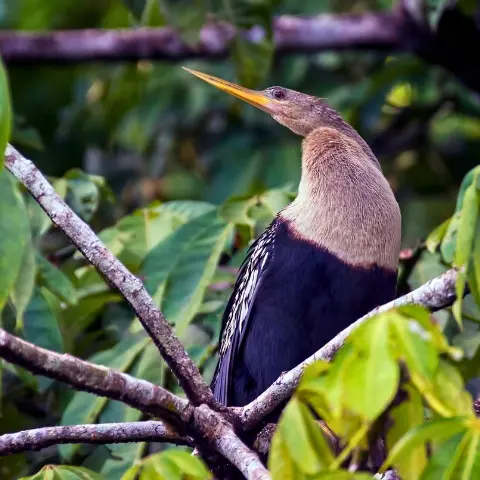 cano-blanco-costa-rica Rebecca Adventure Travel Anhinga bird perched on rainforest branches in Caño Blanco Costa Rica surrounded by lush green foliage