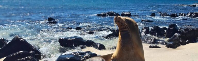 galápagos sea lion basking on a rocky shore, a daily encounter on a 5-day galapagos island hopping tour