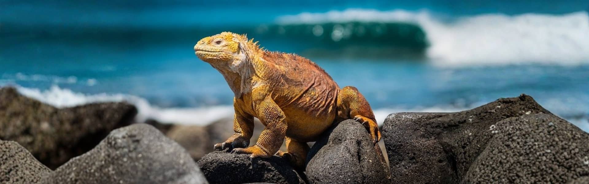 Galapagos islands galapagos luxury travel