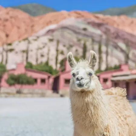 Purmamarca Rebecca Adventure Travel A close-up of a white llama with pink buildings and the multi-colored layers of the Hill of Seven Colors in the background during a Purmamarca Drive.