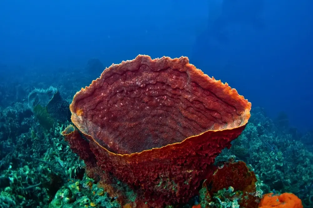 snorkeling rosario islands - colombia multisport