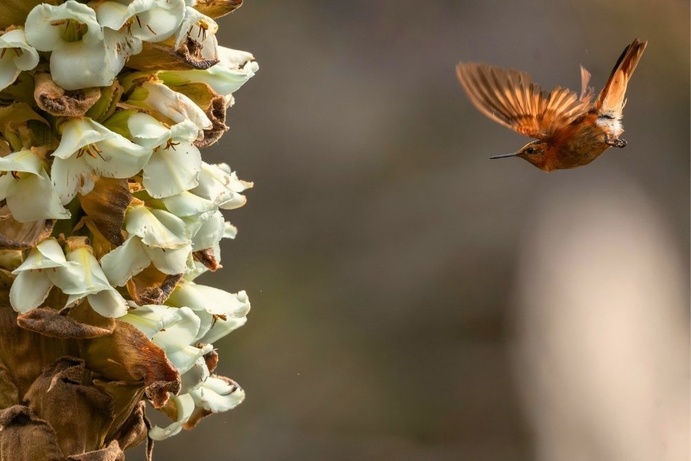 a hummingbird in flight near flowers, showcasing the vibrant birdlife during winter in colombia’s highlands