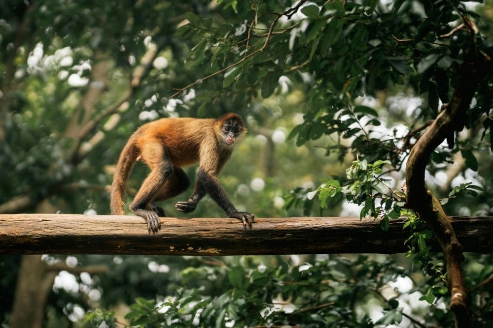 spider monkey costa rica