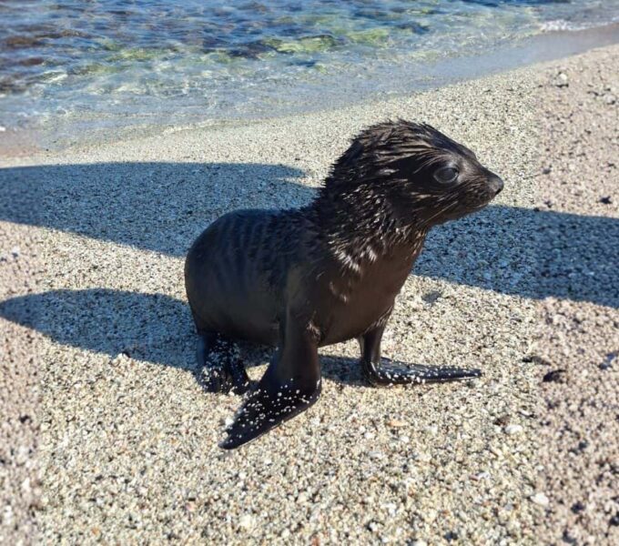 sea lion pup resting on a sandy beach during galapagos in january, enjoying warm weather and calm coastal waters.