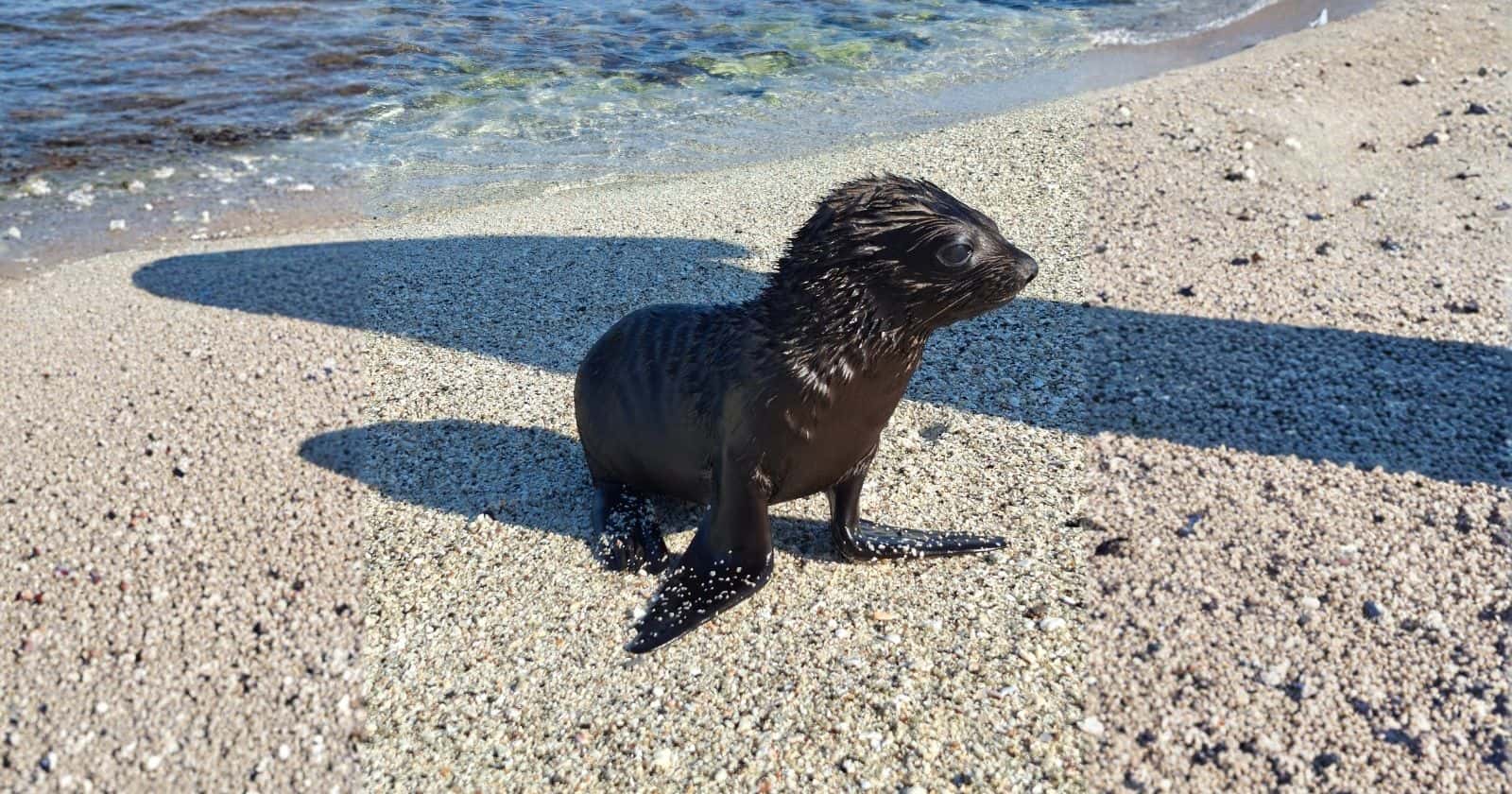 sea lion pup resting on a sandy beach during galapagos in january, enjoying warm weather and calm coastal waters.