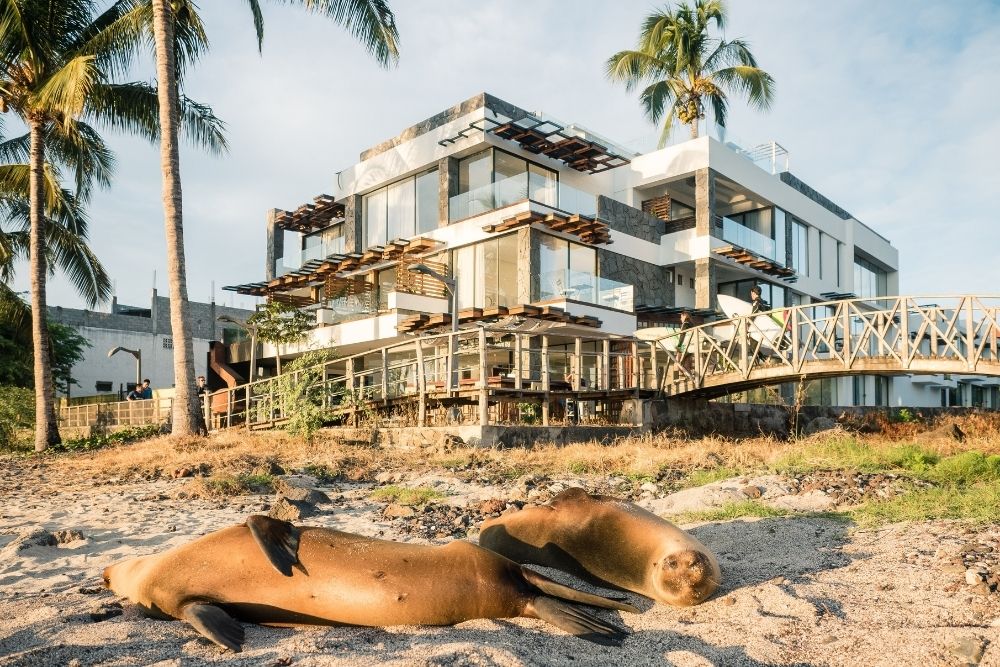sea lions resting on the beach in front of golden bay hotel, a wildlife rich stay at luxury hotels in galapagos.