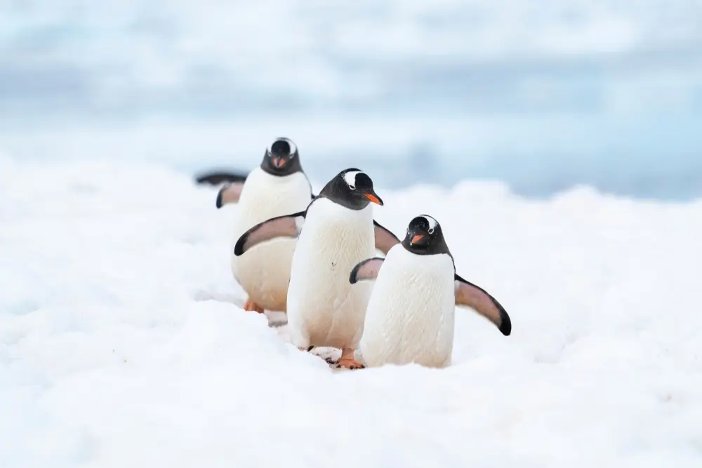 antartic penguins
