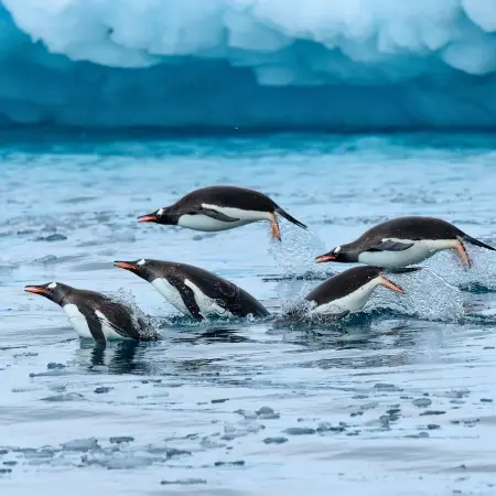 group of penguins swimming at the antartic sea.