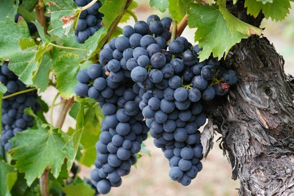 chile signature grape used in the wine making process