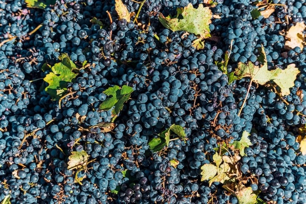 view of the malbec grape native of argentina